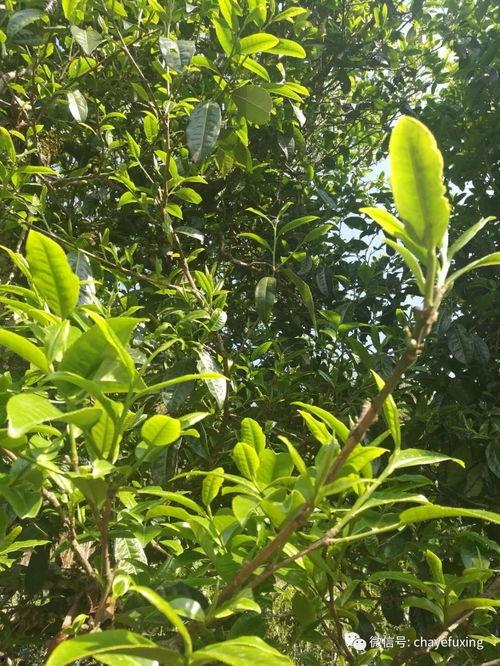 谁爆料冰岛的瓜果树视频,揭秘神秘瓜果树视频背后的真相  第3张