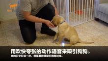 狗崽直播爆料视频大全,揭秘娱乐圈幕后真相