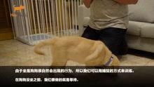 狗崽直播爆料视频大全,揭秘娱乐圈幕后真相  第2张