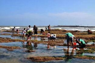 户外赶海爆料视频,揭秘海滩宝藏的户外探险之旅